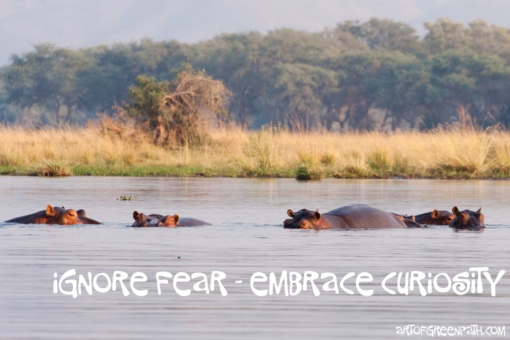 Art Of Green Path - IGNORE FEAR - EMBRACE CURIOSITY